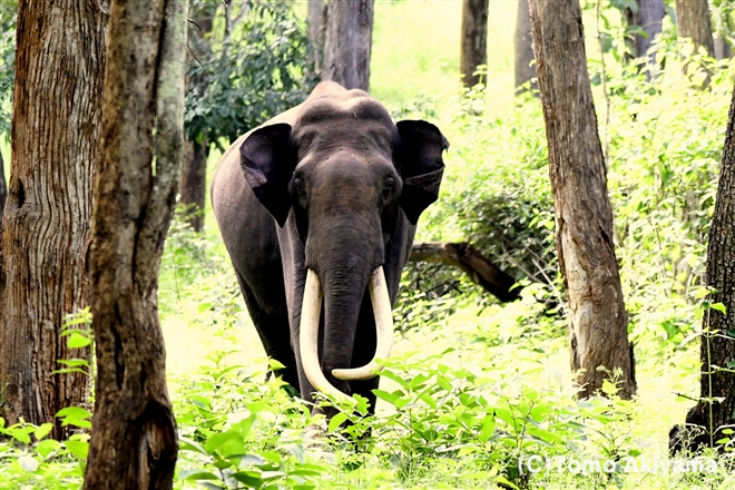 125 アジアゾウ　Asian Elephant